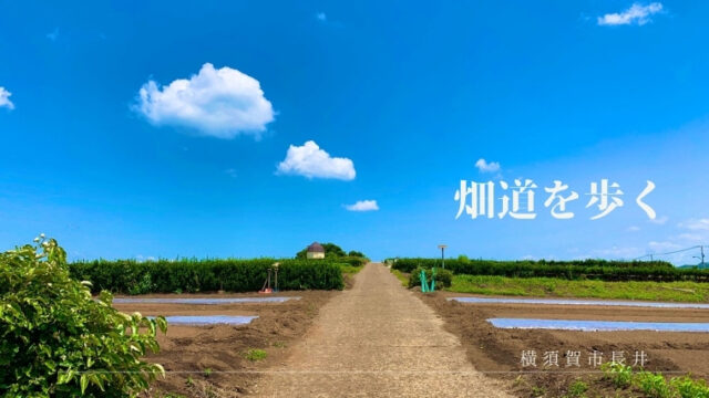 【長井】絶景の畑道でジョギング＆ウォーキング！癒しの風景がいっぱい♪